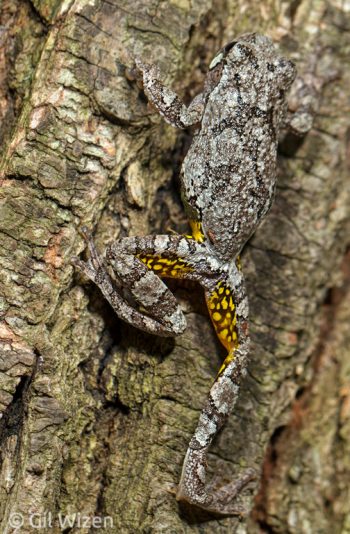 Gray Treefrog (Hyla versicolor) climbing a tree. Ontario, Canada