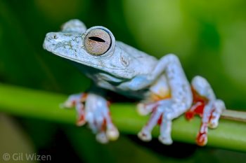 Canal Zone tree frog (Hypsiboas rufitelus). Limon Province, Costa Rica