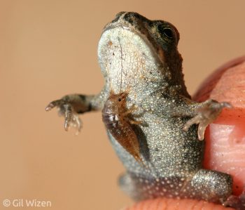 A first instar larva of Epomis circumscriptus attached to the throat of a juvenile European green toad (Bufotes viridis). Central Coastal Plain, Israel
