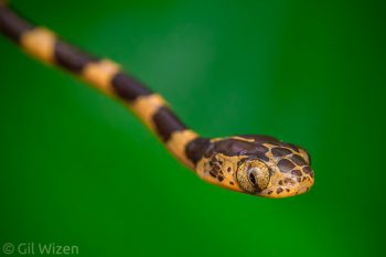 Blunt-headed Tree Snake (Imantodes cenchoa). Cayo District, Belize