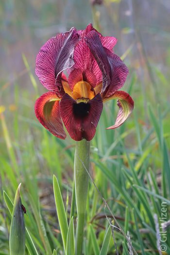 Iris atropurpurea. Central Coastal Plain, Israel