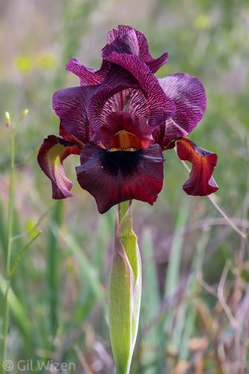Iris atropurpurea. Central Coastal plain, Israel