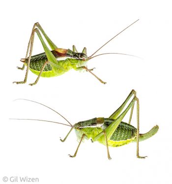 Isophya savignyi, a common flightless katydid from Israel. Top - male; bottom - female. Carmel Mountain Ridge, Israel