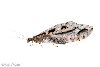 Male giant lacewing (Kempynus incisus). Canterbury, South Island, New Zealand