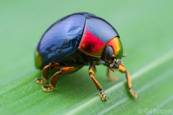 Shiny leaf beetle (Lamprosoma sp.). Pico Bonito, Honduras