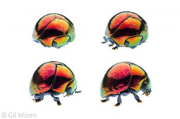 Shiny leaf beetle (Lamprosoma sp.) in transformation sequence. Amazon Basin, Ecuador