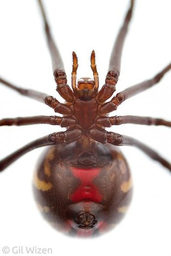 Western black widow spider (Latrodectus hesperus), ventral view with the characteristic hourglass marking. British Columbia, Canada