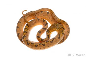Northern Cat-Eyed Snake (Leptodeira septentrionolis). Caves Branch, Cayo District, Belize