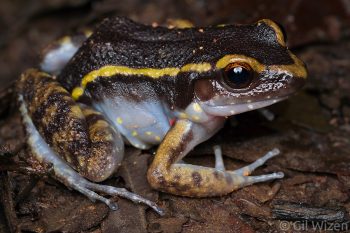 The gold striped frog (Lithodytes lineatus) is a common inhabitant of the rainforest leaf litter. Its bright coloration is similar to that of poison dart frogs and may serve as mimicry. Amazon Basin, Ecuador