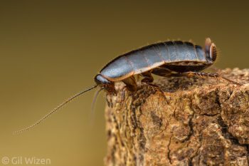Lobed cockroach nymph (Loboptera decipiens). Central Coastal Plain, Israel