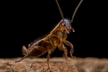 Lobed cockroach nymph (Loboptera decipiens). Central Coastal Plain, Israel