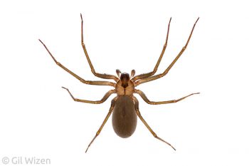 Brown recluse spider (Loxosceles sp.), dorsal view. Texas, United States