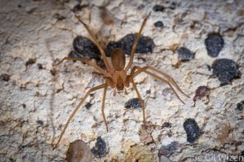 Brown recluse spider (Loxosceles sp.). Golan Heights, Israel