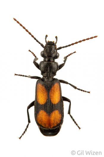 Ground beetle (Macrocheilus saulcyi). Carmel Mountain Ridge, Israel