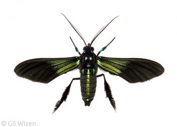This Macrocneme tiger moth defends itself from predators by mimicking wasps of the genus pepsis. Mindo, Ecuador