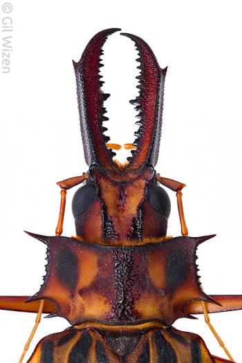 Giant toothed longhorn beetle (Macrodontia cervicornis). Amazon Basin, Ecuador