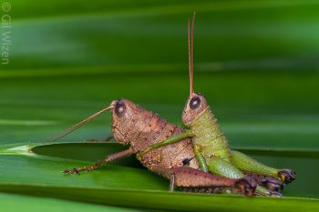 Mating grasshoppers (Cloephoracris festae) with an accompanying tick fly (Forcipomyia sp.). Amazon Basin, Ecuador