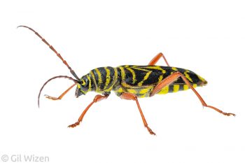 Locust borer (Megacyllene robiniae), lateral view. Ontario, Canada