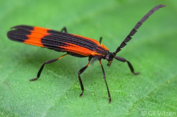 Net-winged beetle (Mesopteron sp.) with thick antennae. Mindo, Ecuador