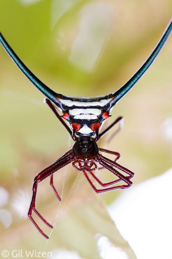 Long-spined orb weaver spider (Micrathena cyanospina). Amazon Basin, Ecuador