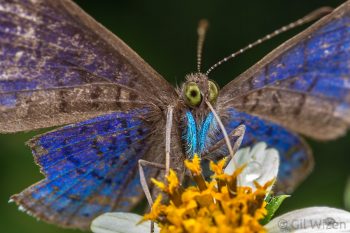 Small butterfly (family Nymphalidae) drinking nectar. Mindo, Ecuador