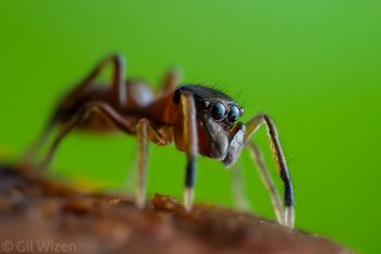 Female ant-mimicking jumping spider (Myrmarachne formicaria). Ontario, Canada