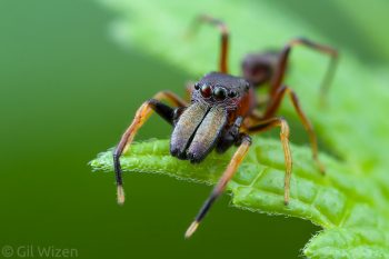Male ant-mimicking jumping spider (Myrmarachne formicaria). Ontario, Canada