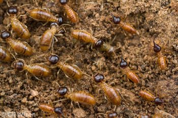 Nasute termites, workers and soldiers. Amazon Basin, Ecuador