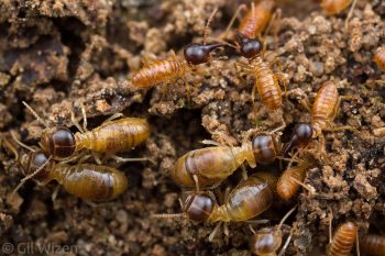 Nasute termites, workers and soldiers. Amazon Basin, Ecuador