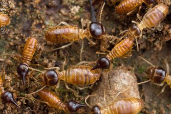 Nasute termites, workers and soldiers follow each other's path. Amazon Basin, Ecuador