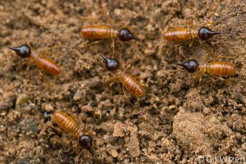 Nasute termite soldiers. Amazon Basin, Ecuador