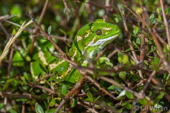 Jewelled gecko (Naultinus gemmeus). Otago Peninsula, New Zealand