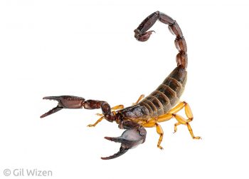 Jericho scorpion (Nebo hierichonticus). Carmel Mountain Ridge, Israel