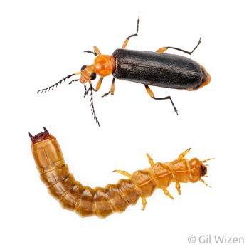 Fire-Colored Beetle (Neopyrochroa femoralis), adult and larva. Ontario, Canada