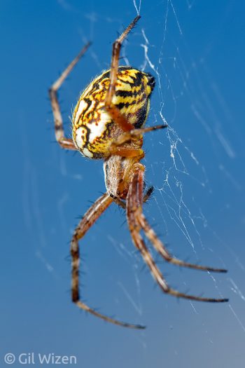 Orb-weaver spider (Neoscona adianta). Carmel Mountain Range, Israel