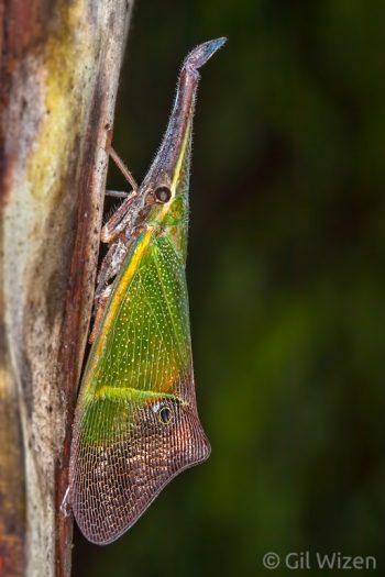 Odontoptera carrenoi (Fulgoridae). Amazon Basin, eastern Ecuador