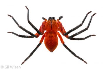 Orange huntsman spider (Sadala sp.). Amazon Basin, Ecuador