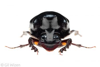 Dung beetle (Onthophagus dicranocerus), frontal view. Queensland, Australia