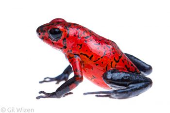 Strawberry poison frog (Oophaga pumilio). Limón Province, Costa Rica