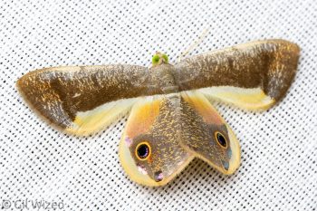 Geometer moth (Opisthoxia uncinata). Limón Province, Costa Rica