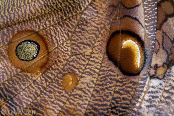 Closeup on the wing scales of a Cassia's owl-butterfly (Opsiphanes cassiae). Taironaka, Colombia