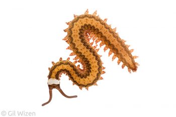 Baby velvet worm (Oroperipatus ecuadoriensis). Amazon Basin, eastern Ecuador