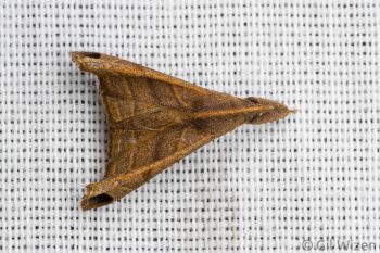 Noctuid moth (Palthis angustipennis). Limón Province, Costa Rica