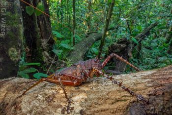 Spiny lobster katydid (Panoploscelis specularis). Amazon Basin, Ecuador