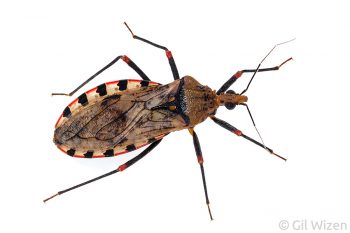 Kissing bug (Panstrongylus geniculatus), a blood-sucking insect that vectors Trypanosoma cruzi, a flagellate protozoa that causes Chagas disease. Amazon Basin, Ecuador