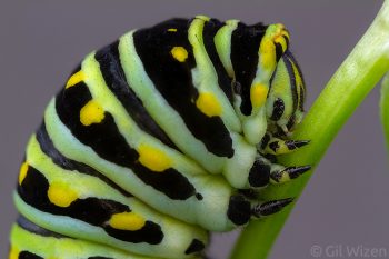 Portrait of a black swallowtail caterpillar (Papilio polyxenes). Ontario, Canada