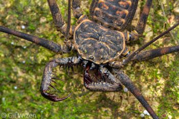 Whip spider (Paraphrynus laevifrons) cleaning its pedipalps. Limón Province, Costa Rica