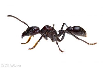 Bullet ant (Paraponera clavata). Amazon Basin, Ecuador
