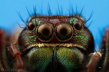Portrait of a male jumping spider (Parnaenus sp.). Taironaka, Colombia