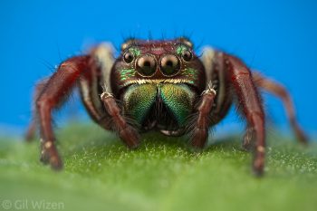 Male jumping spider (Parnaenus sp.). Taironaka, Colombia